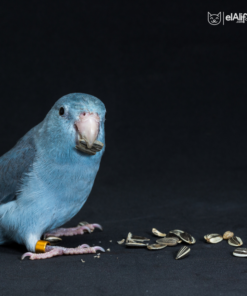 Tournesol pour Perroquets et Rongeurs elAlif