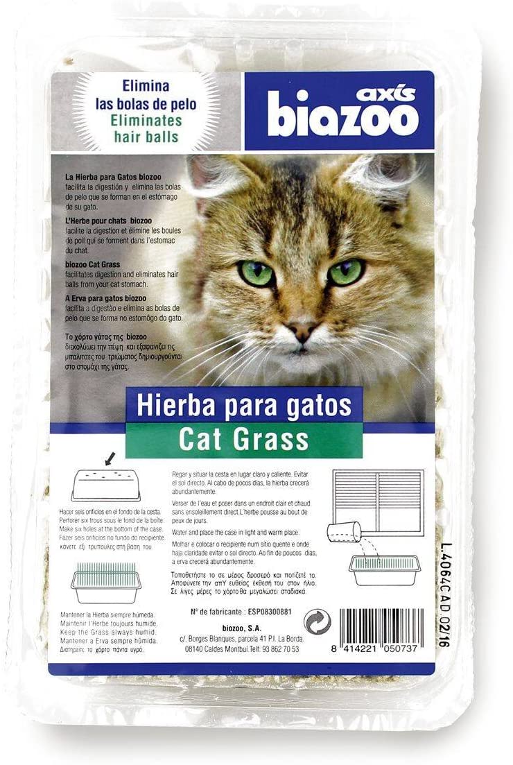 Á chat herbe Herbe à