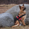 Croci Hiking Swat Harnais technique pour chien elAlif