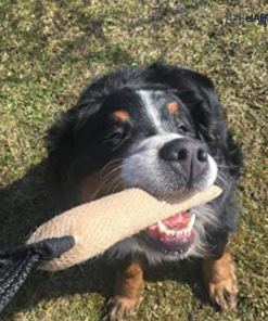 Dingo Gear Professionnel Boudin de haute qualité 28cm * 6cm #S00145 elAlif