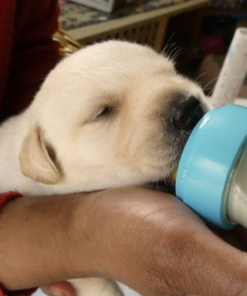 Lait maternisé pour chiots 1.6 Kg elAlif